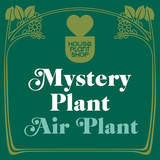 Mystery Air Plant