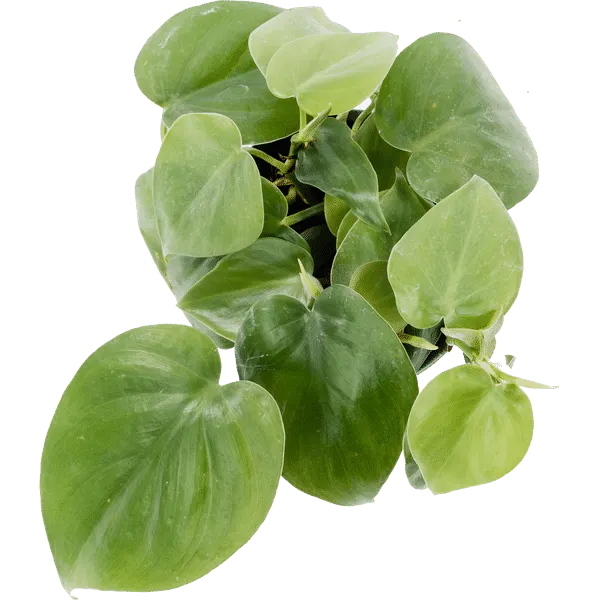 Heartleaf Philodendron, Philodendron Cordatum