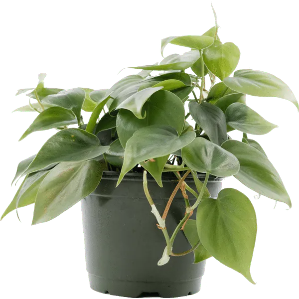 Heartleaf Philodendron, Philodendron Cordatum