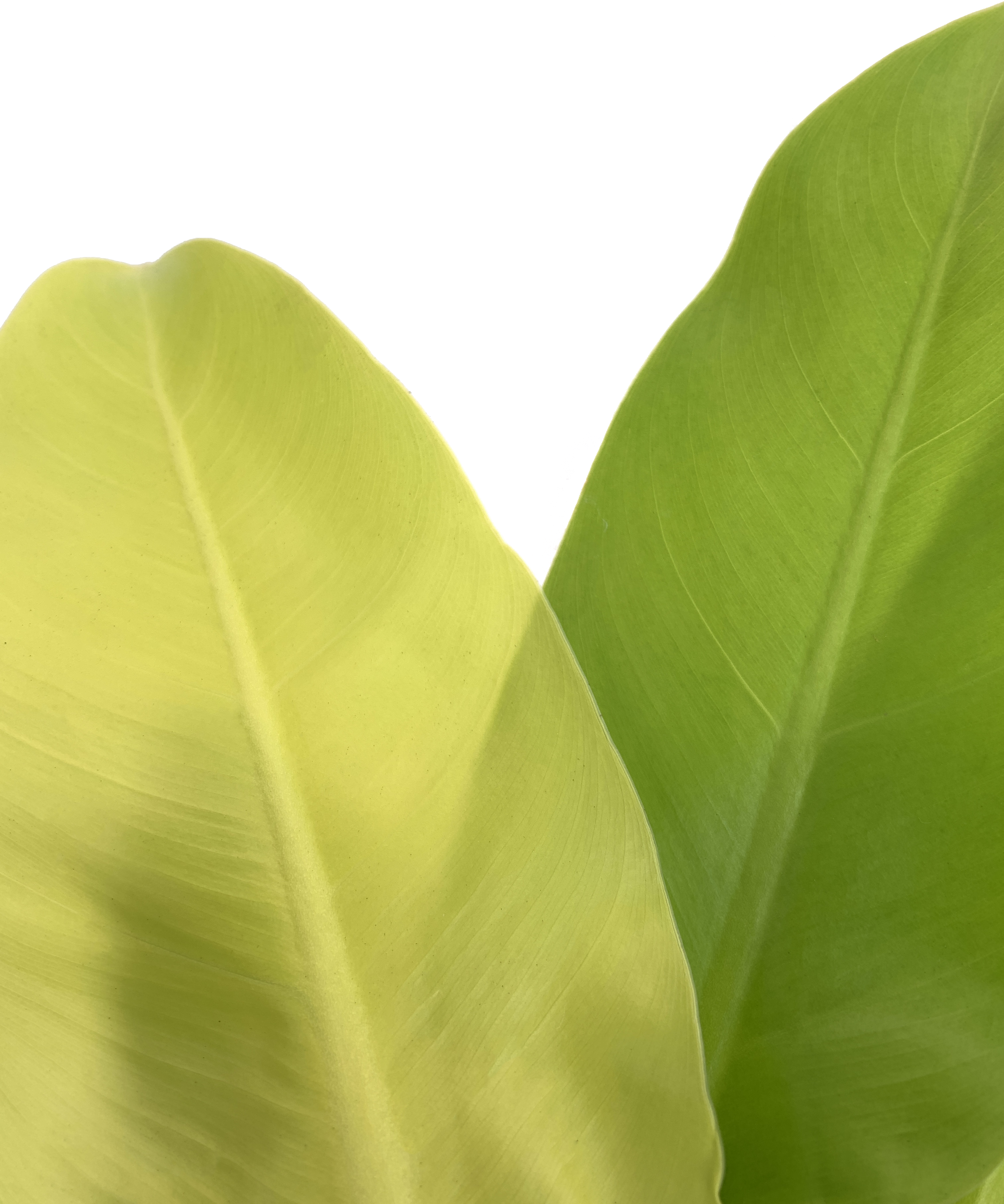 Philodendron Moonlight, Philodendron Hederaceum
