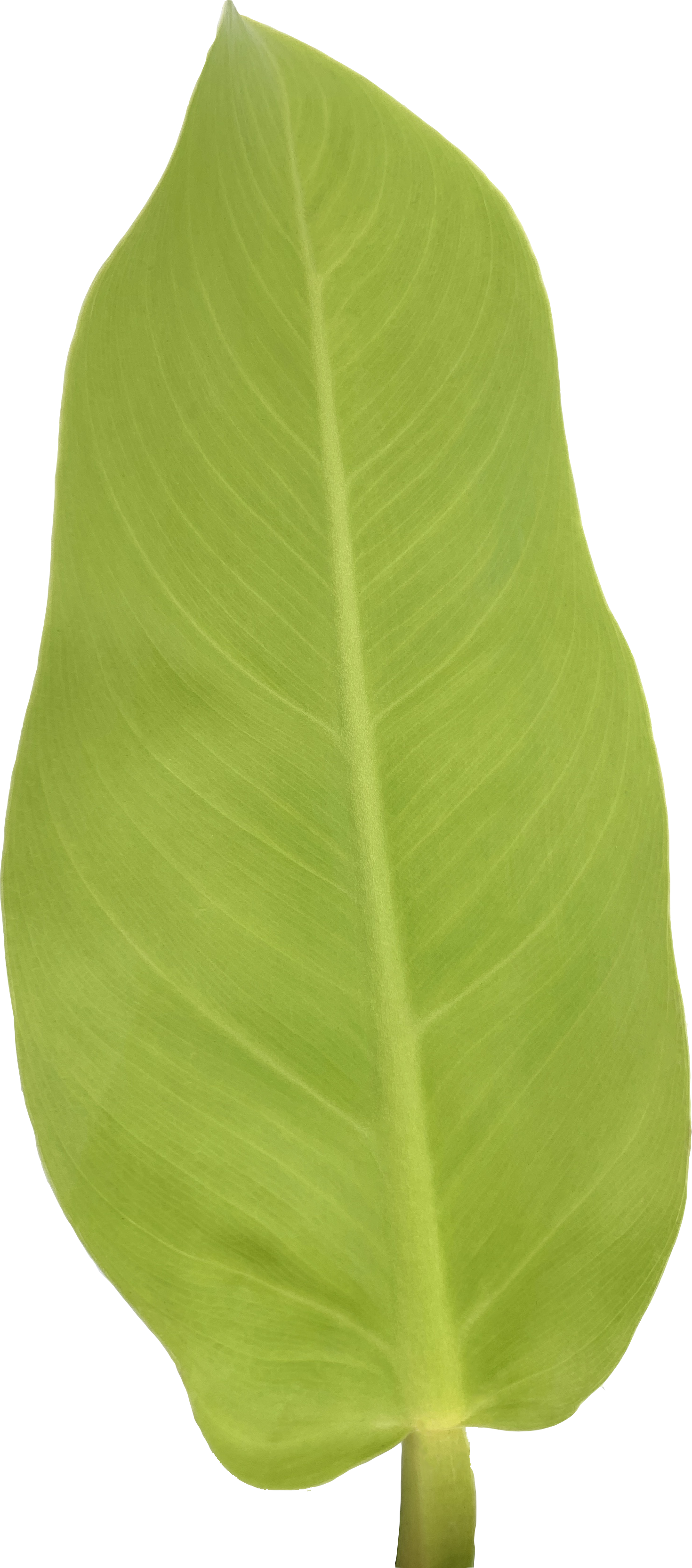 Philodendron Moonlight, Philodendron Hederaceum