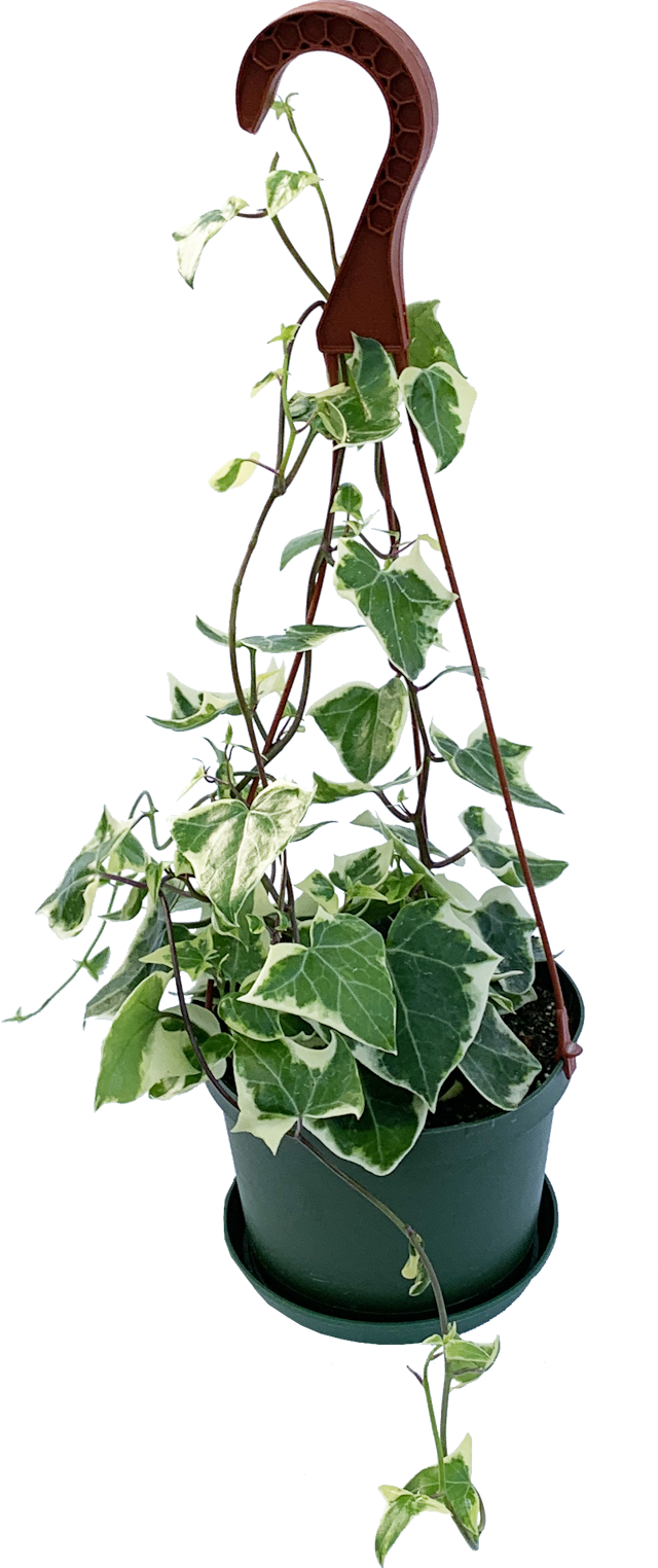 Variegated Wax Ivy, Senecio Macroglossus Variegata