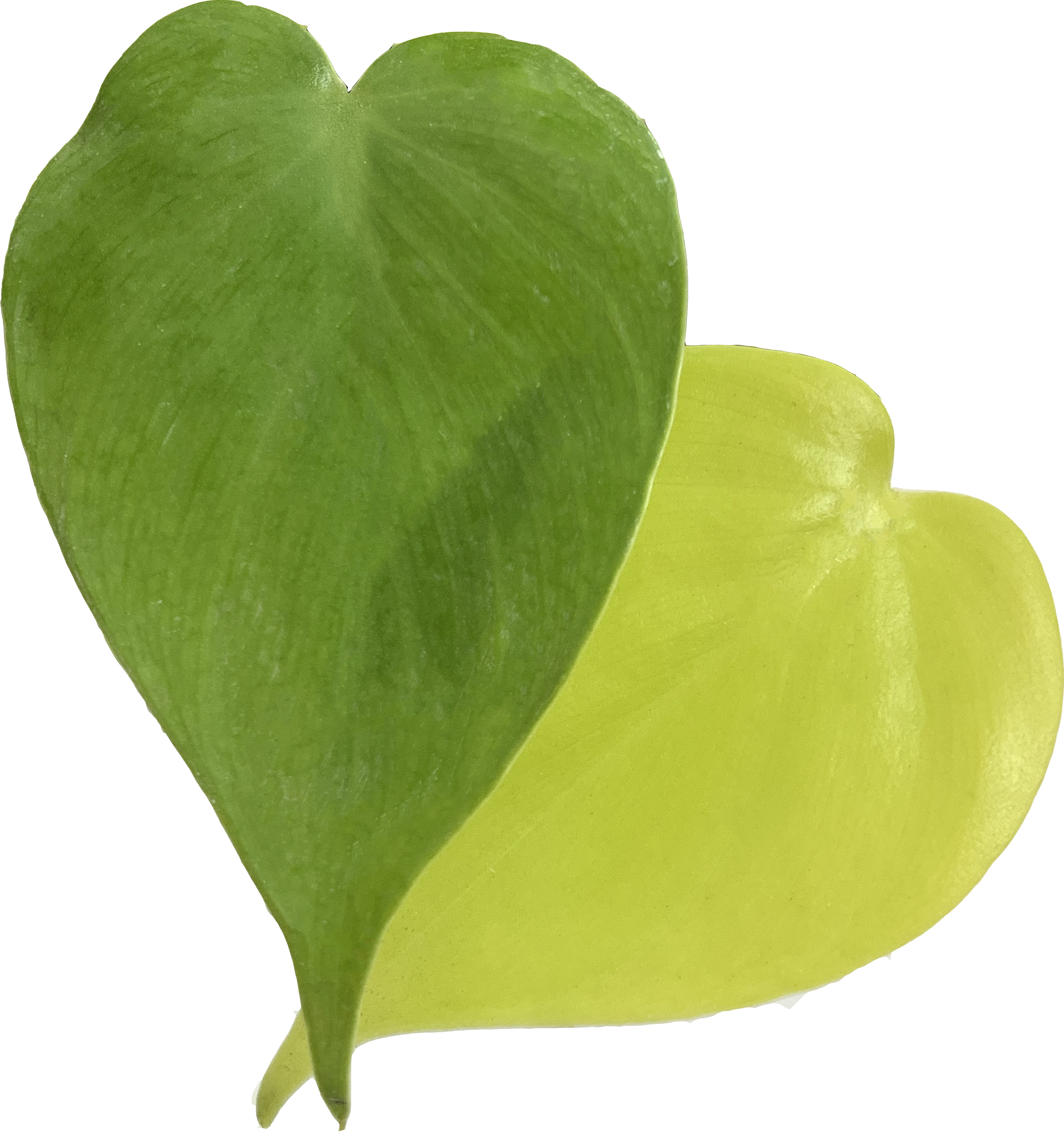 Lemon Heartleaf Philodendron, Philodendron Hederaceum