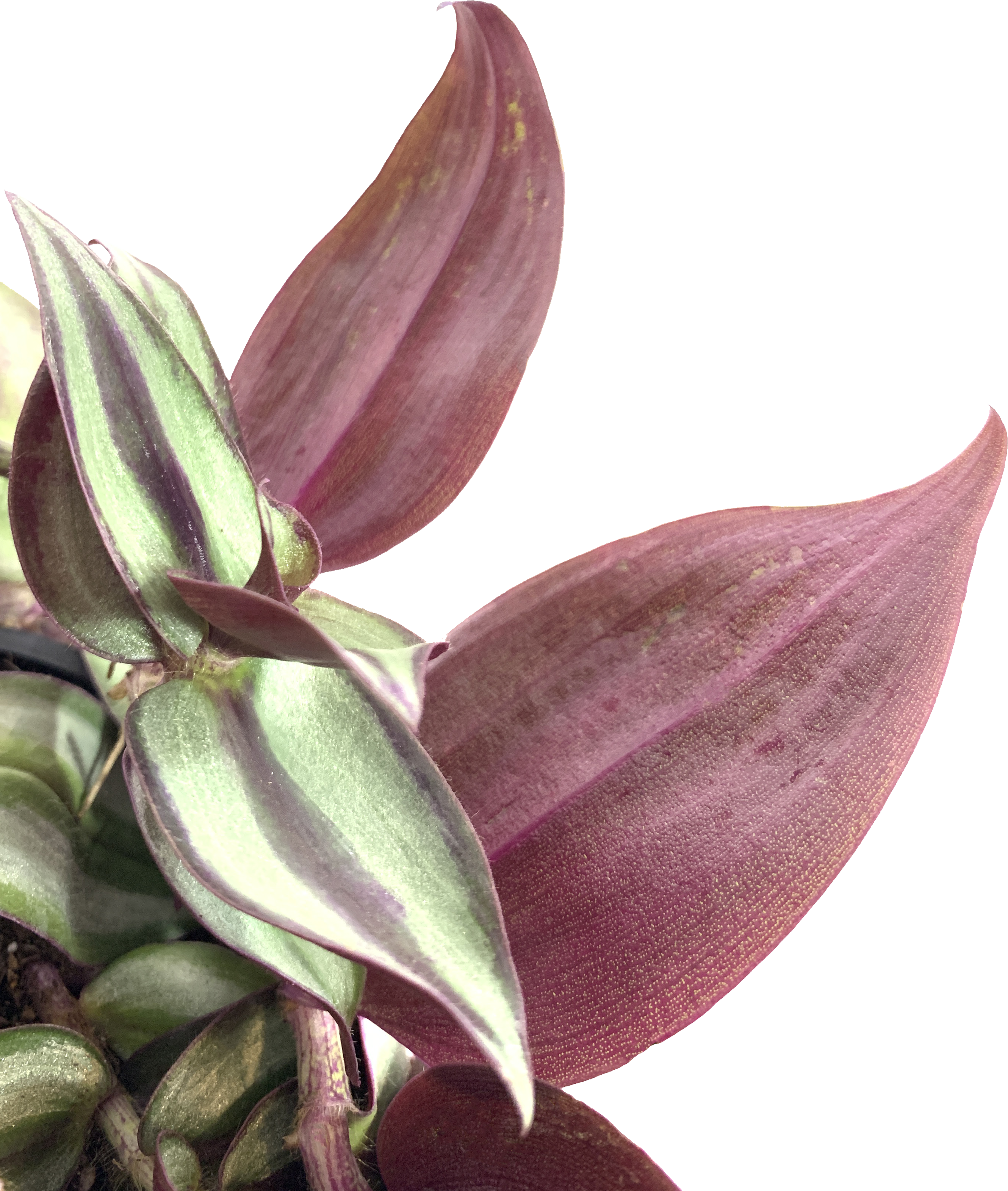 Purple Inch Plant, Tradescantia Zebrina Purple
