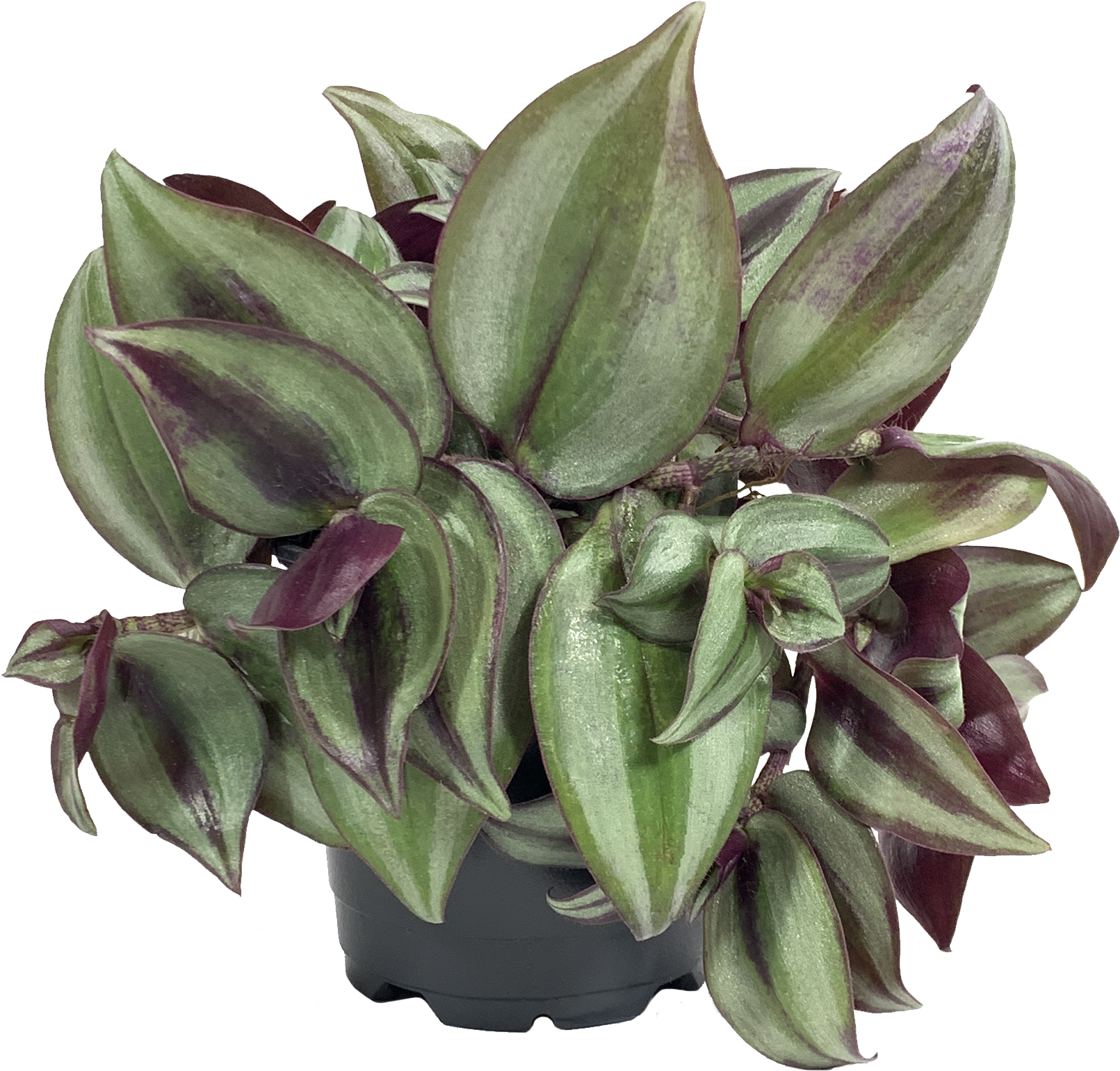 Purple Inch Plant, Tradescantia Zebrina Purple